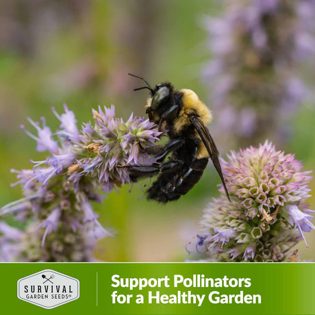 Support pollinators for a healthy garden