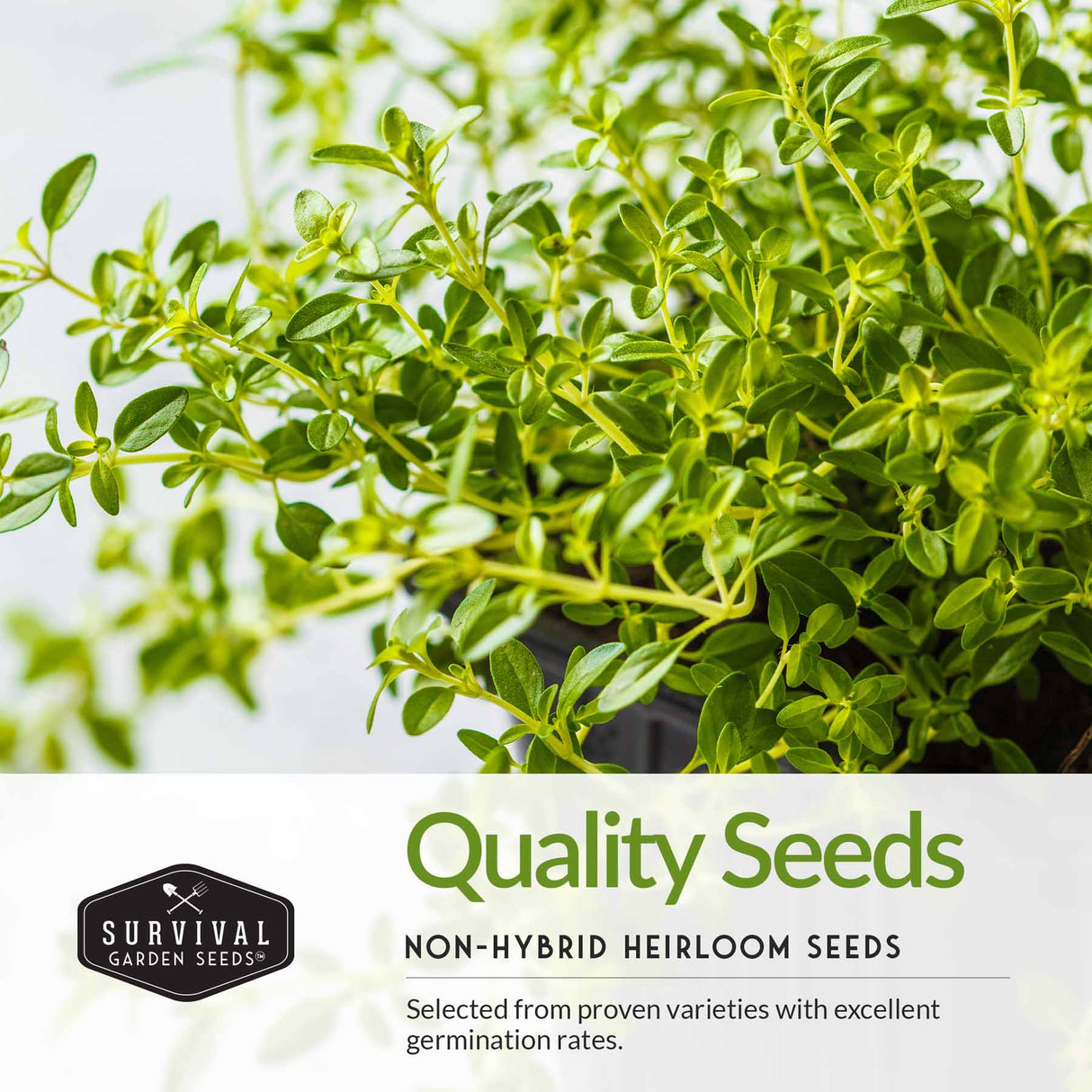 Quality herb seeds