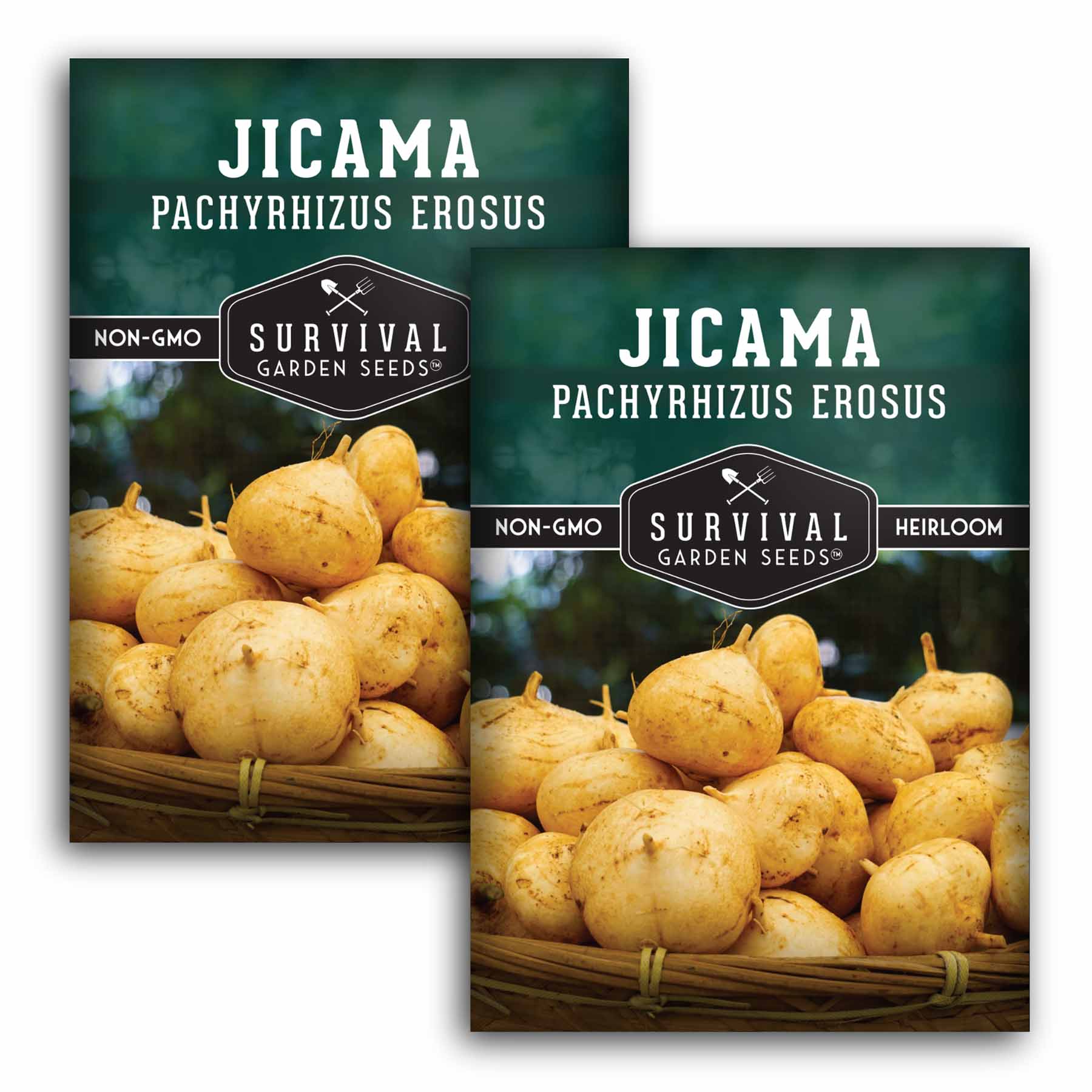 Jicama-1.2.jpg?v=1765809620&