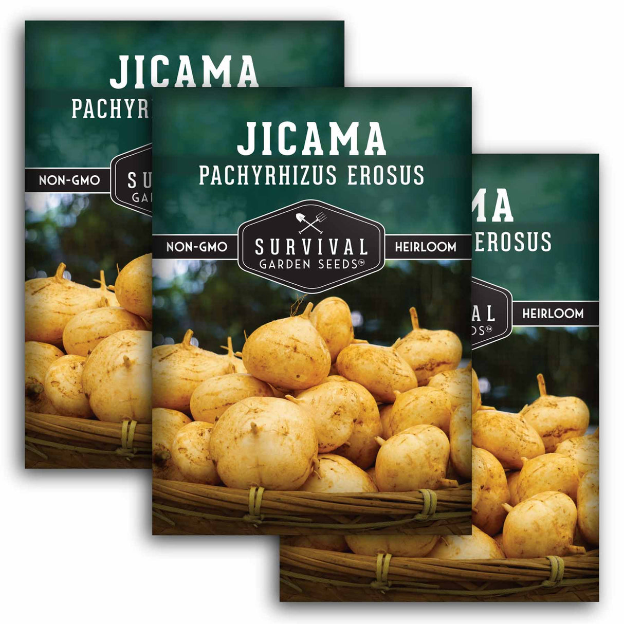 3 packets of Jicama seeds