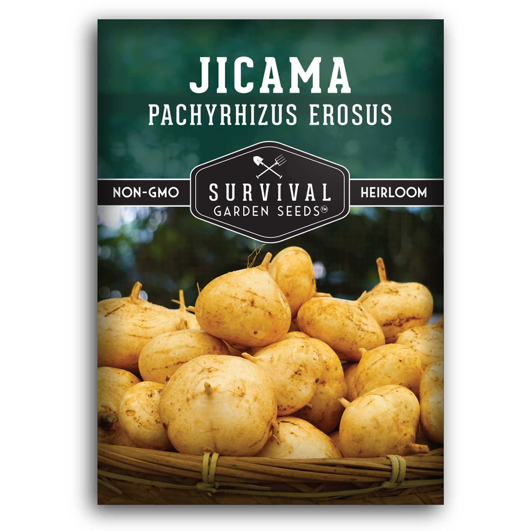 200 イロハモミジ Jicama Seeds - Mexican Turnip – SurvivalGardenSeeds