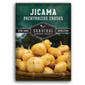 1 packet of Jicama seeds