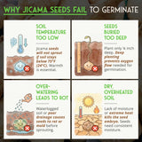Chart explaining why jicama seeds fail to germinate with illustrations and text.