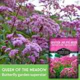 Spotted Joe Pye Weed with butterflies and a seed packet labeled 'Survival Garden Seeds' on a green background.