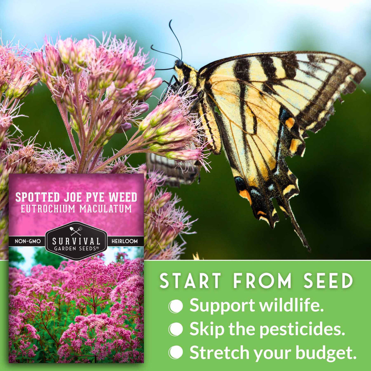 Spotted Joe Pye Weed seed packet with a butterfly on pink flowers, featuring Survival Garden Seeds branding.