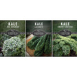 Kale seed collection
