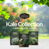 Kale seed collection