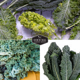 3 different varieties of Kale