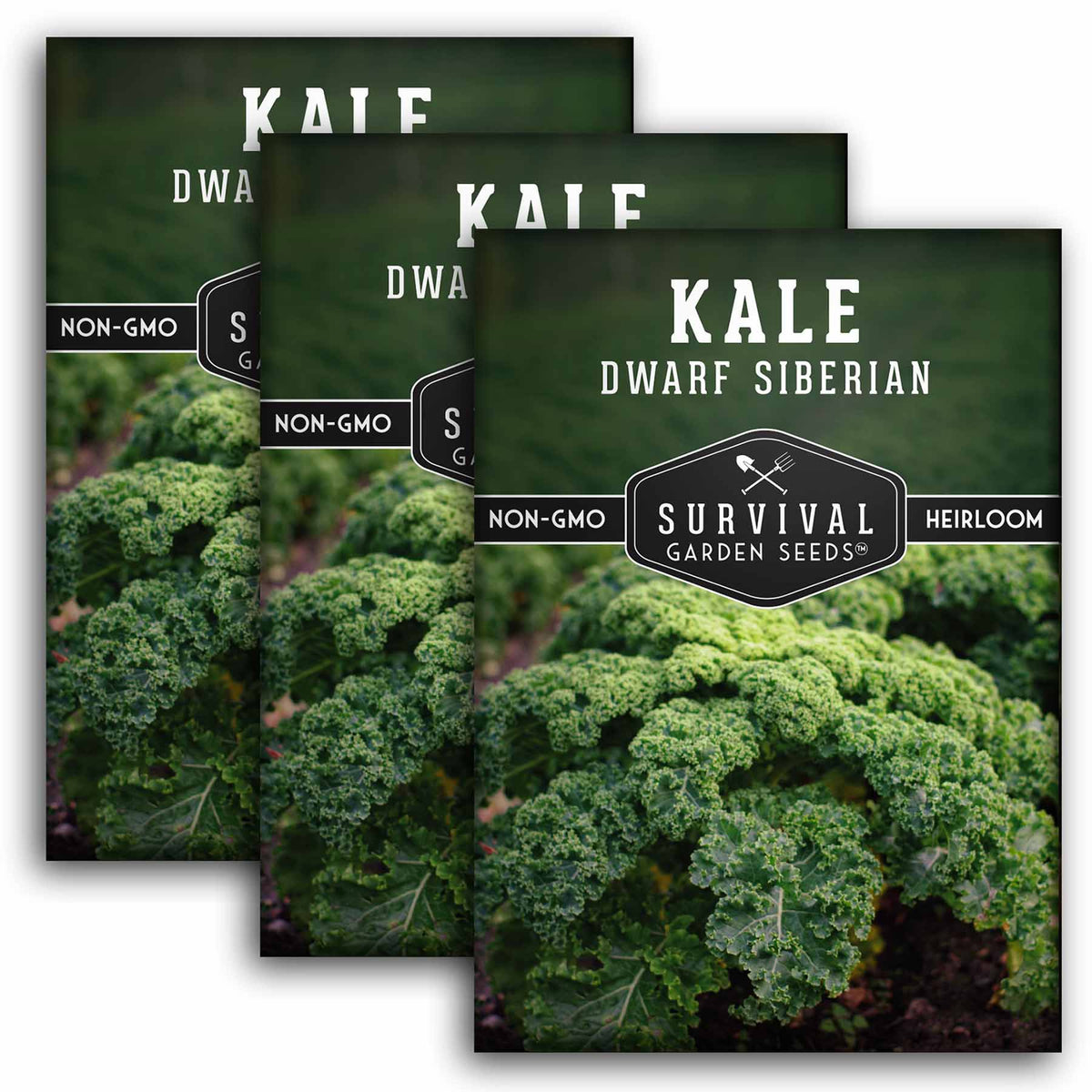 3 packets of Dwarf Siberian Kale seeds