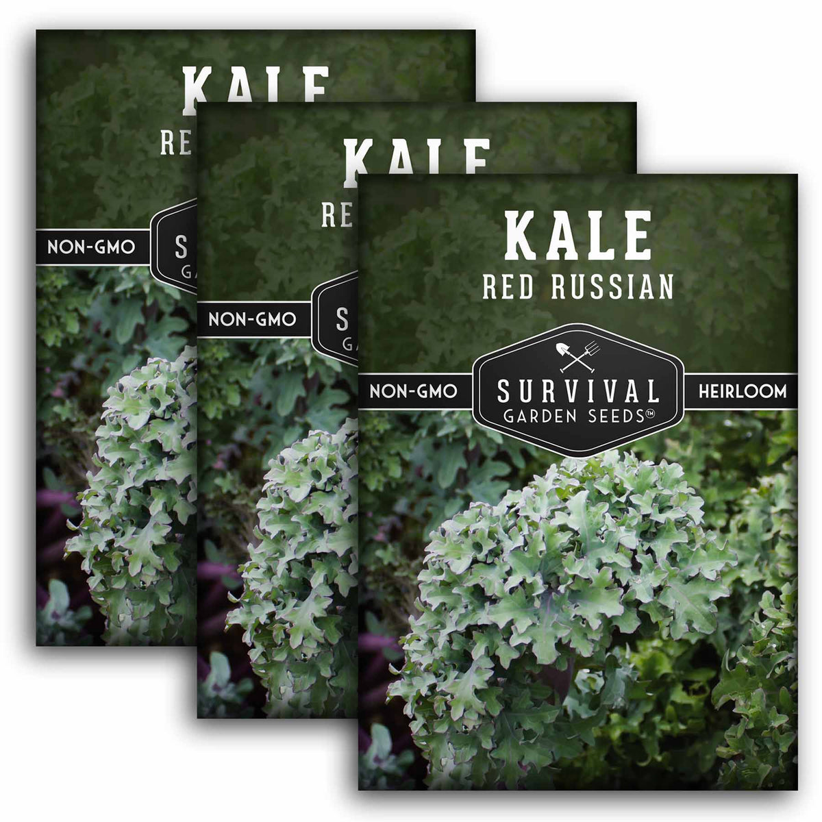 3 packets of Red Russian Kale seeds
