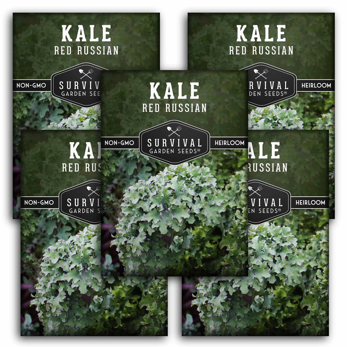 5 packets of Red Russian Kale seeds