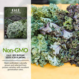 Non-GMO kale seeds