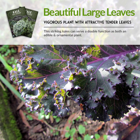 Beautiful Large Leaves