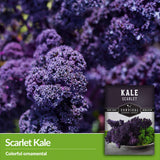 Scarlet Kale - colorful ornamental