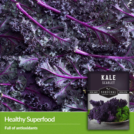 Healthy superfood - full of antioxidants