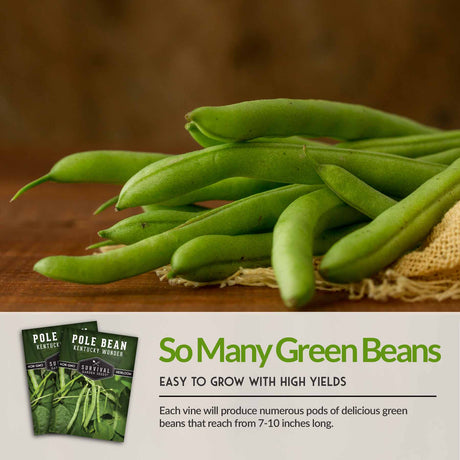 So Many Green Beans
