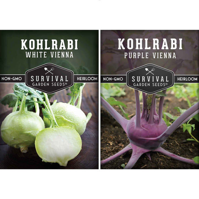 Kohlrabi seed collection