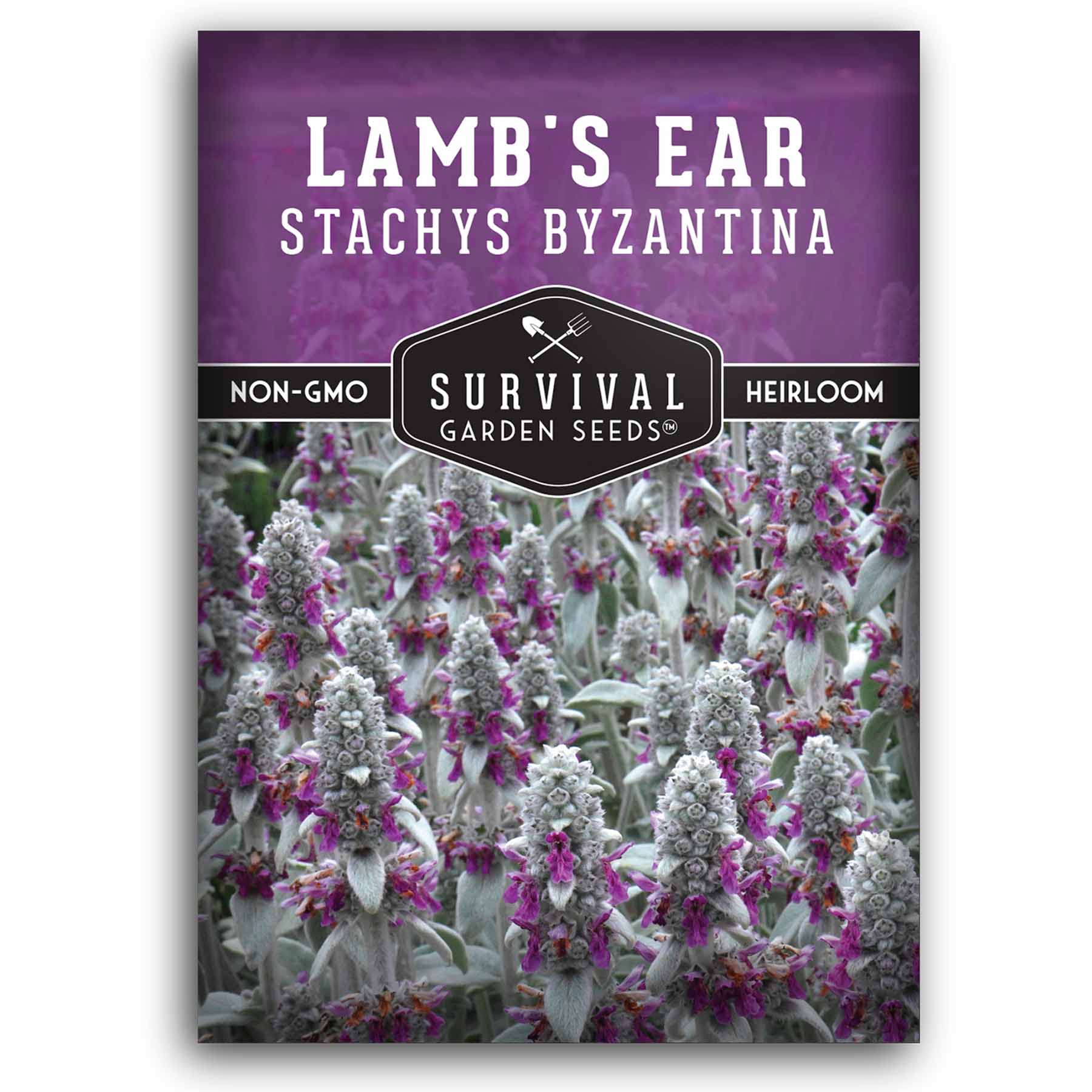 One packet of Lamb's Ear seeds