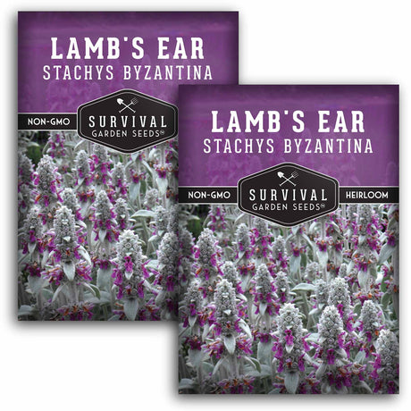 2 packets of Lamb's Ear seeds
