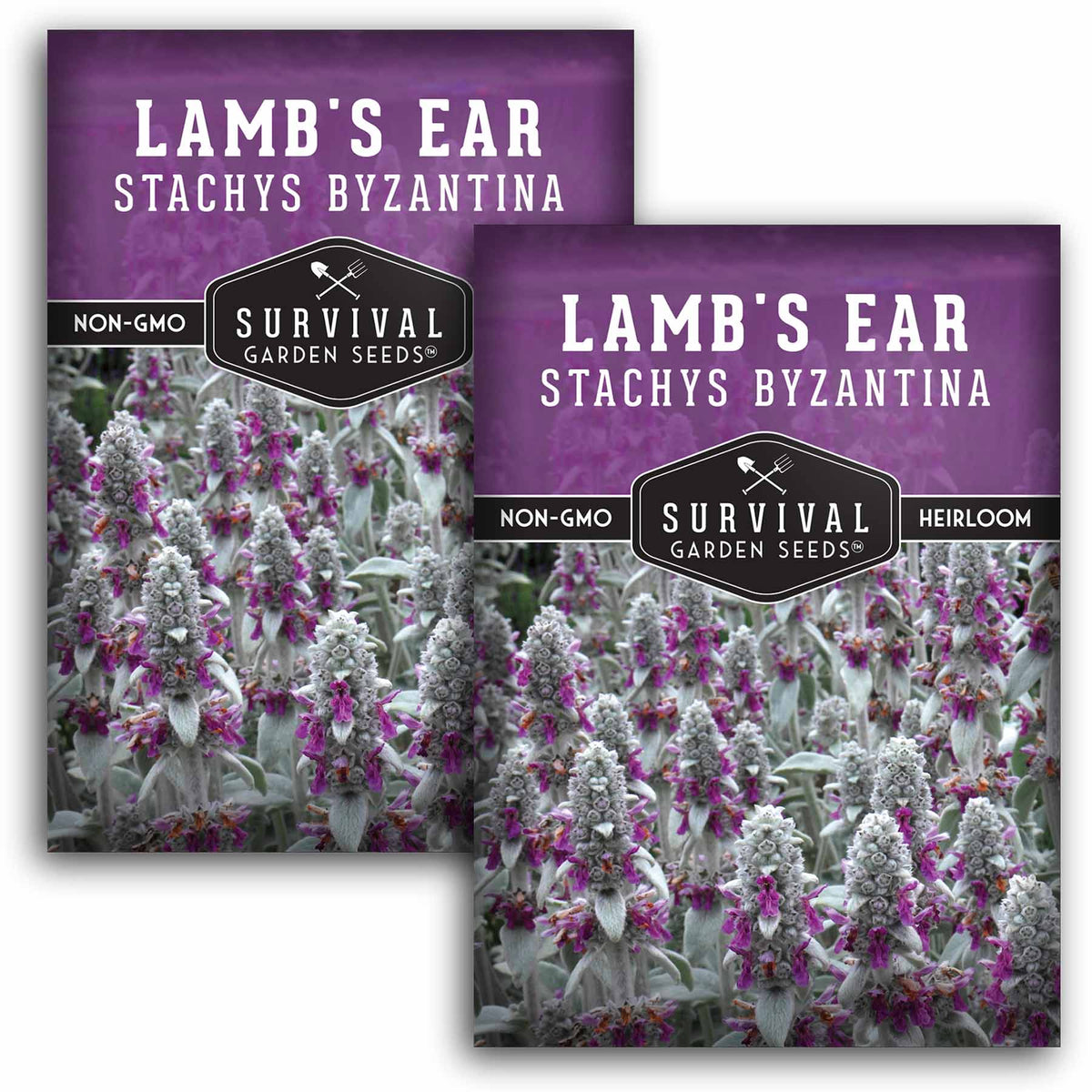 2 packets of Lamb&#39;s Ear seeds