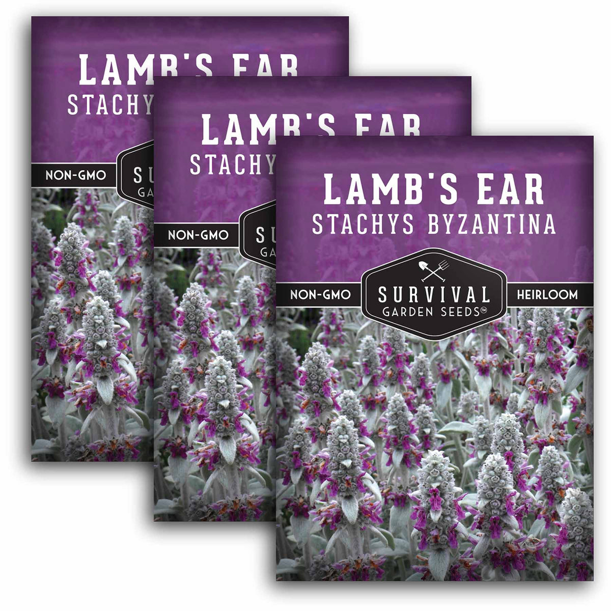 3 packets of Lamb&#39;s Ear seeds