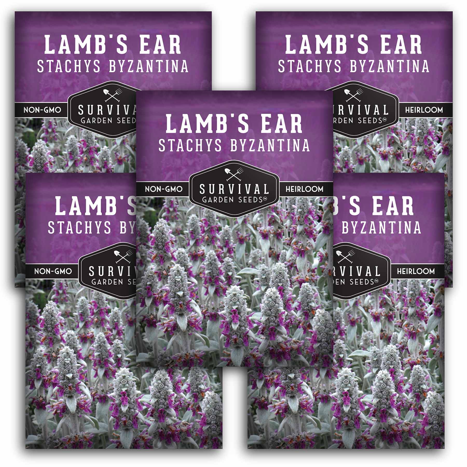 Survival Garden Seeds Lamb's Ear Seeds - Thumbnail 3