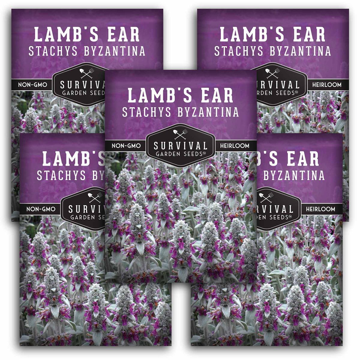 5 packets of Lamb&#39;s Ear seeds