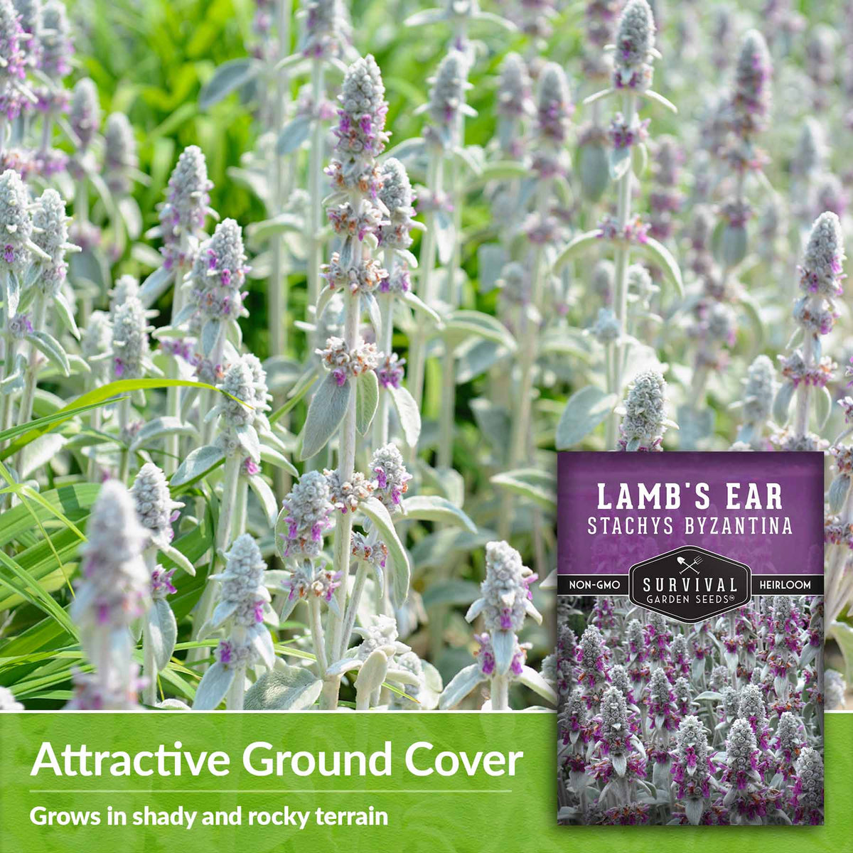 Attractive ground cover - grows in shady and rocky terrain