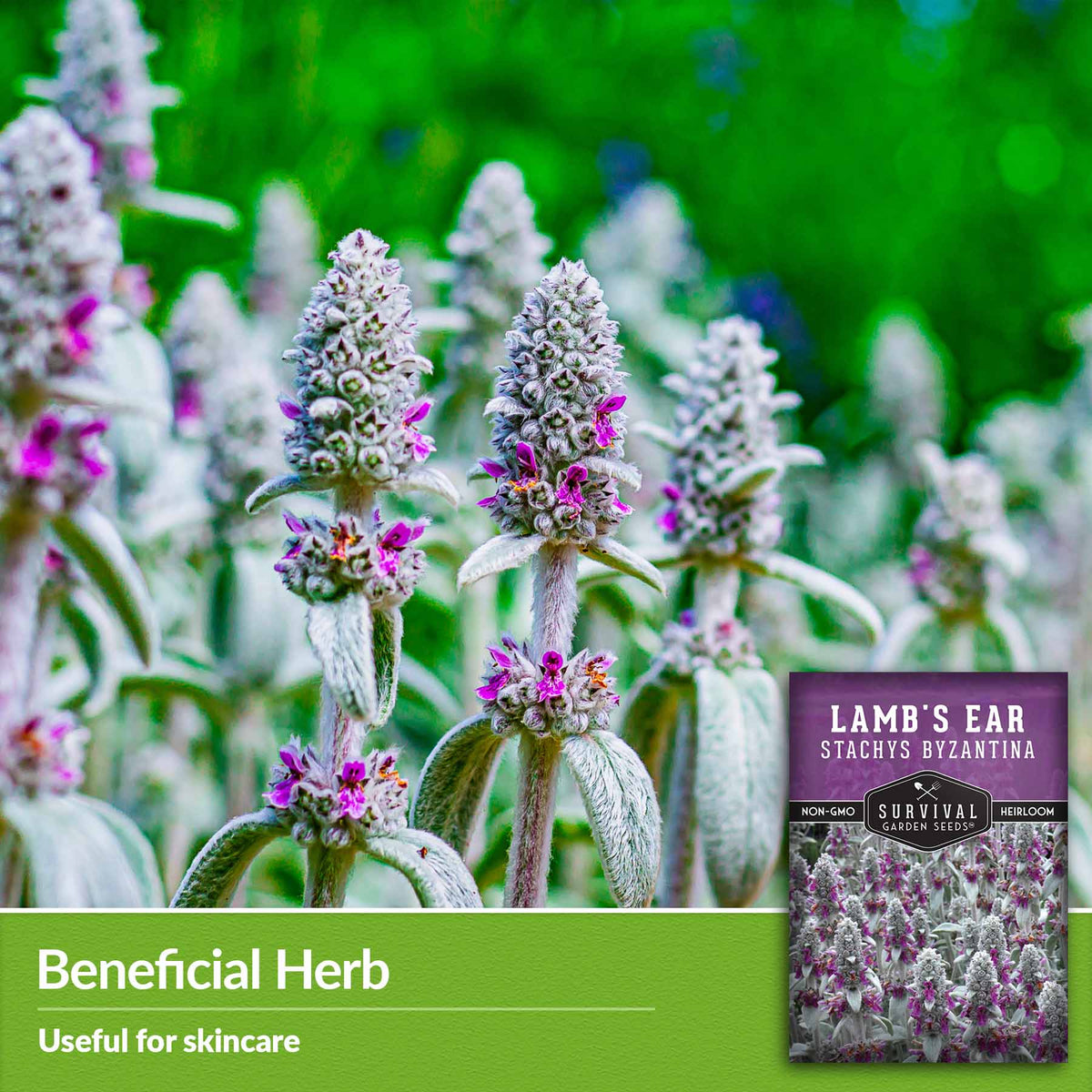 Beneficial herb- useful for skincare