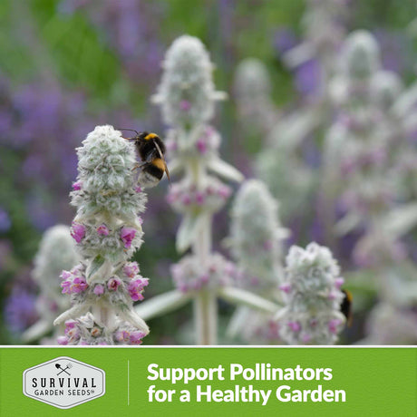 support pollinators for a healthy garden