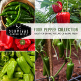 4 Pepper Seed Collection - Sweet and Hot Peppers