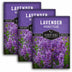 3 packets of Munstead Lavender seeds