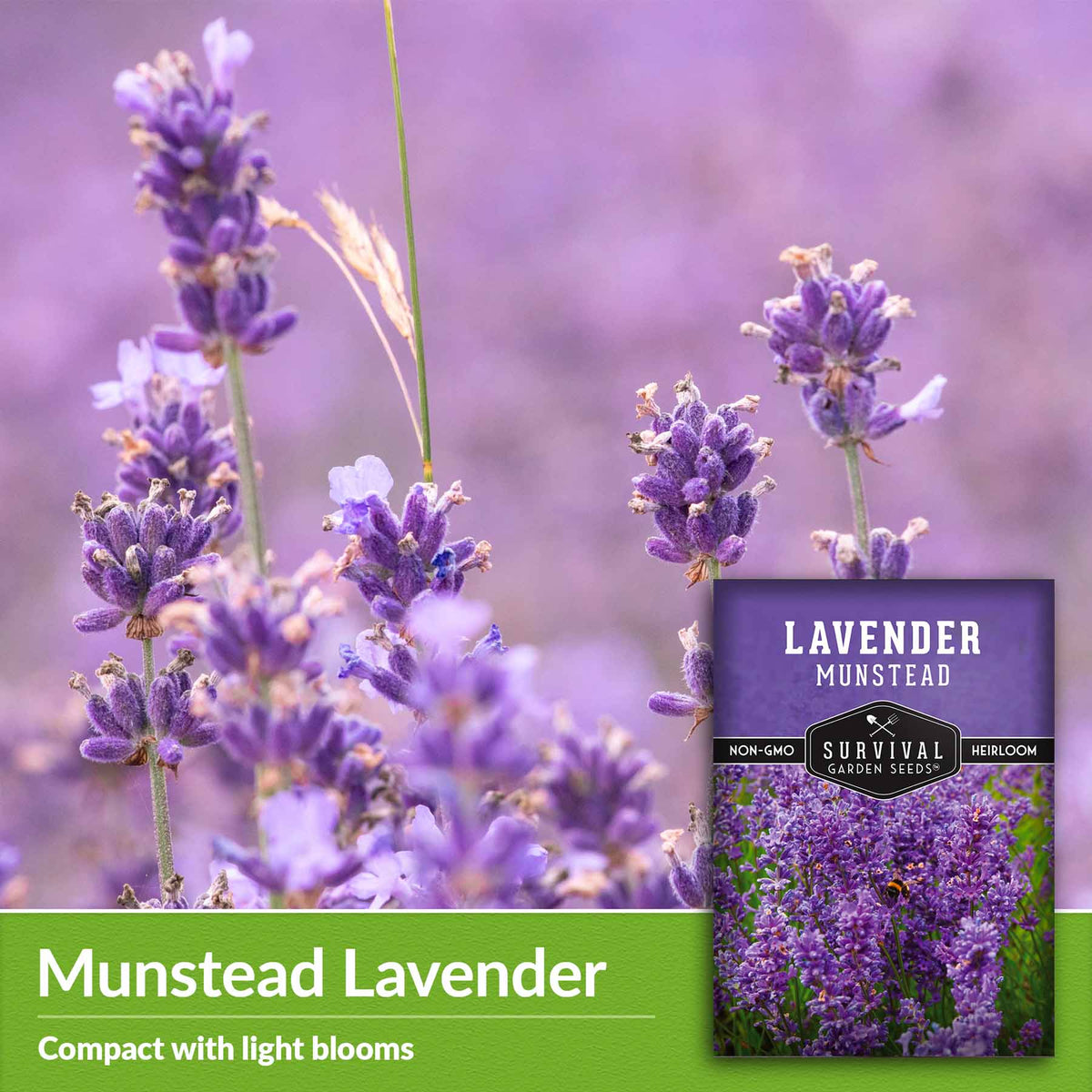 Munstead Lavender, compact with light blooms