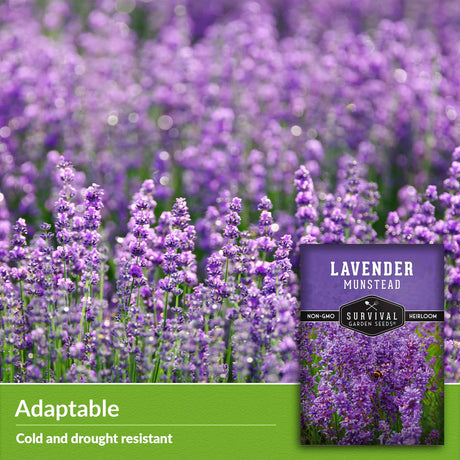 adaptable - cold & drought resistant