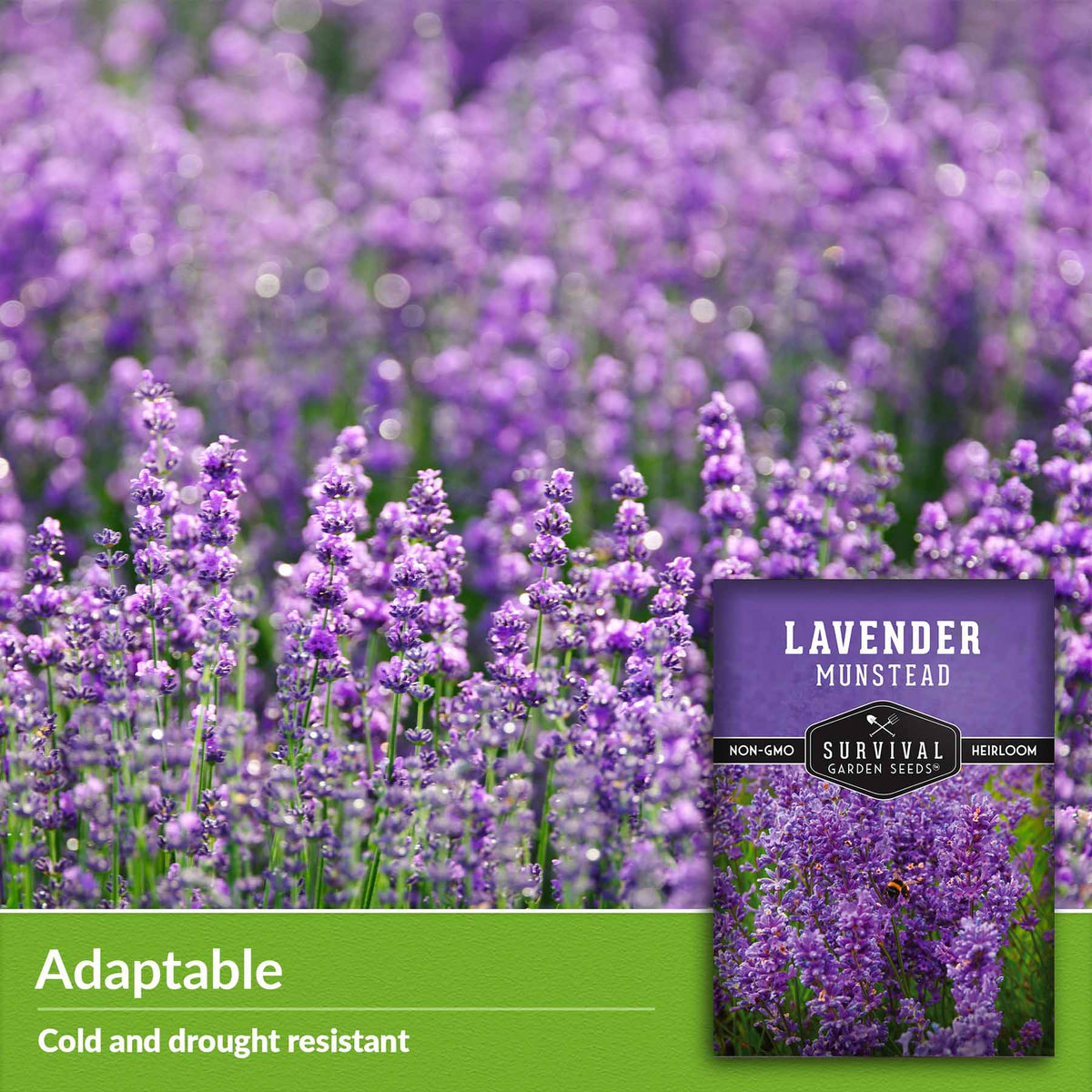 adaptable - cold &amp; drought resistant