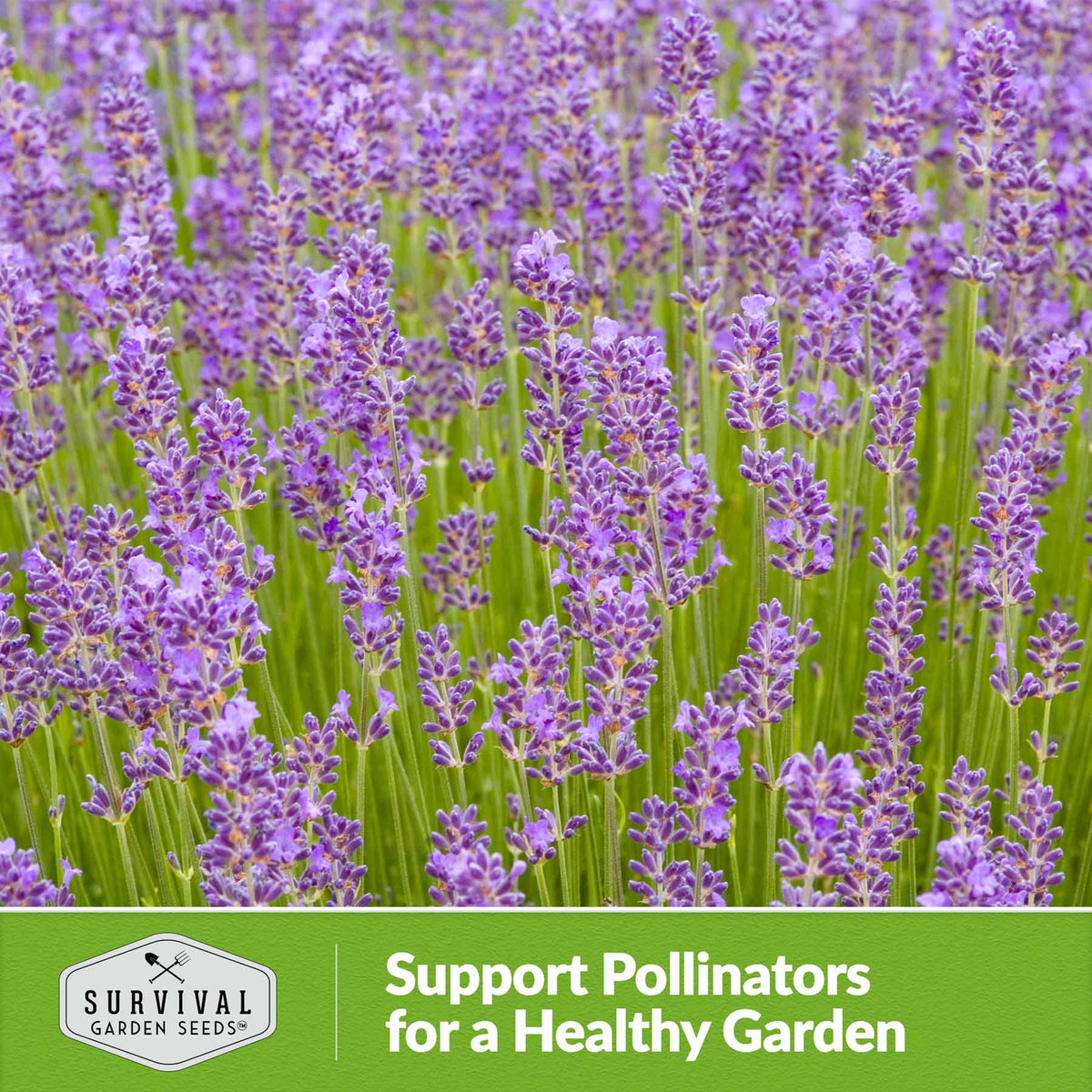 support pollinators for a healthy garden