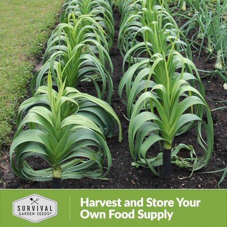 Harvest and store your own food supply