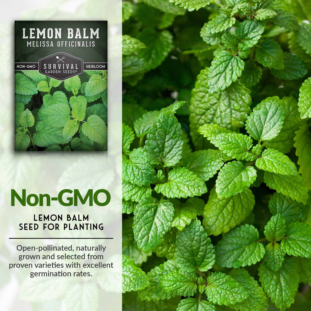 Non-GMO herb seeds