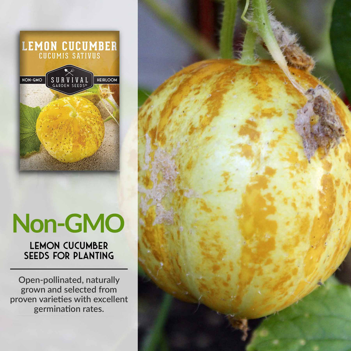 Non-GMO lemon cucumber seeds