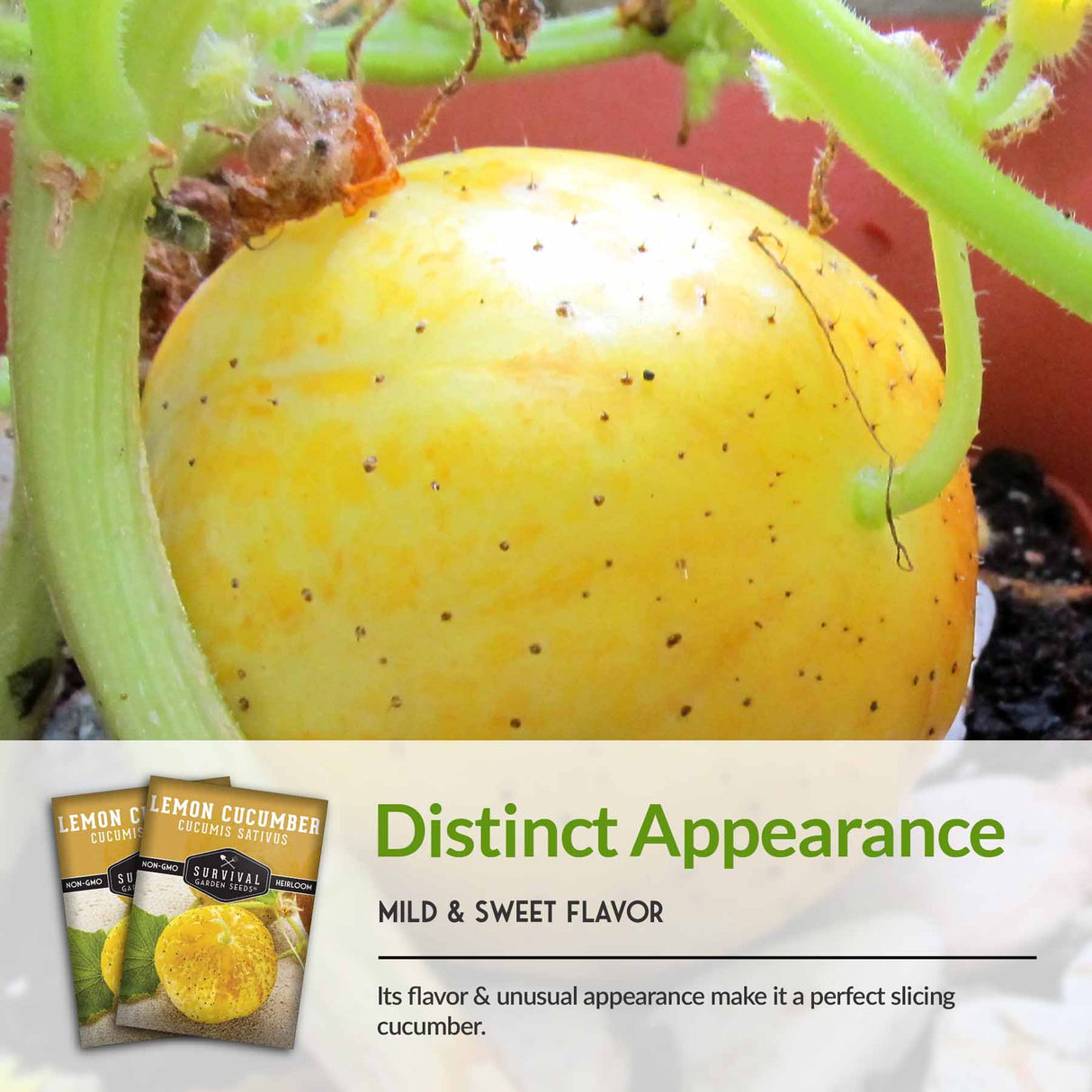 Distinct appearance