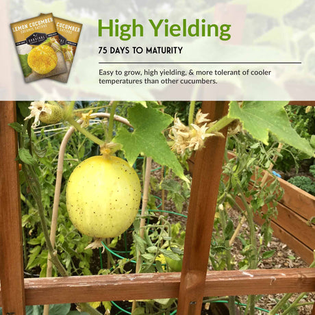 High Yielding