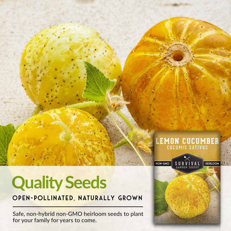 Quality cucumber seeds