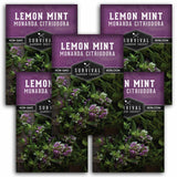 5 Packets of Lemon Mint seeds