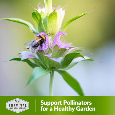 support pollinators for a healthy garden