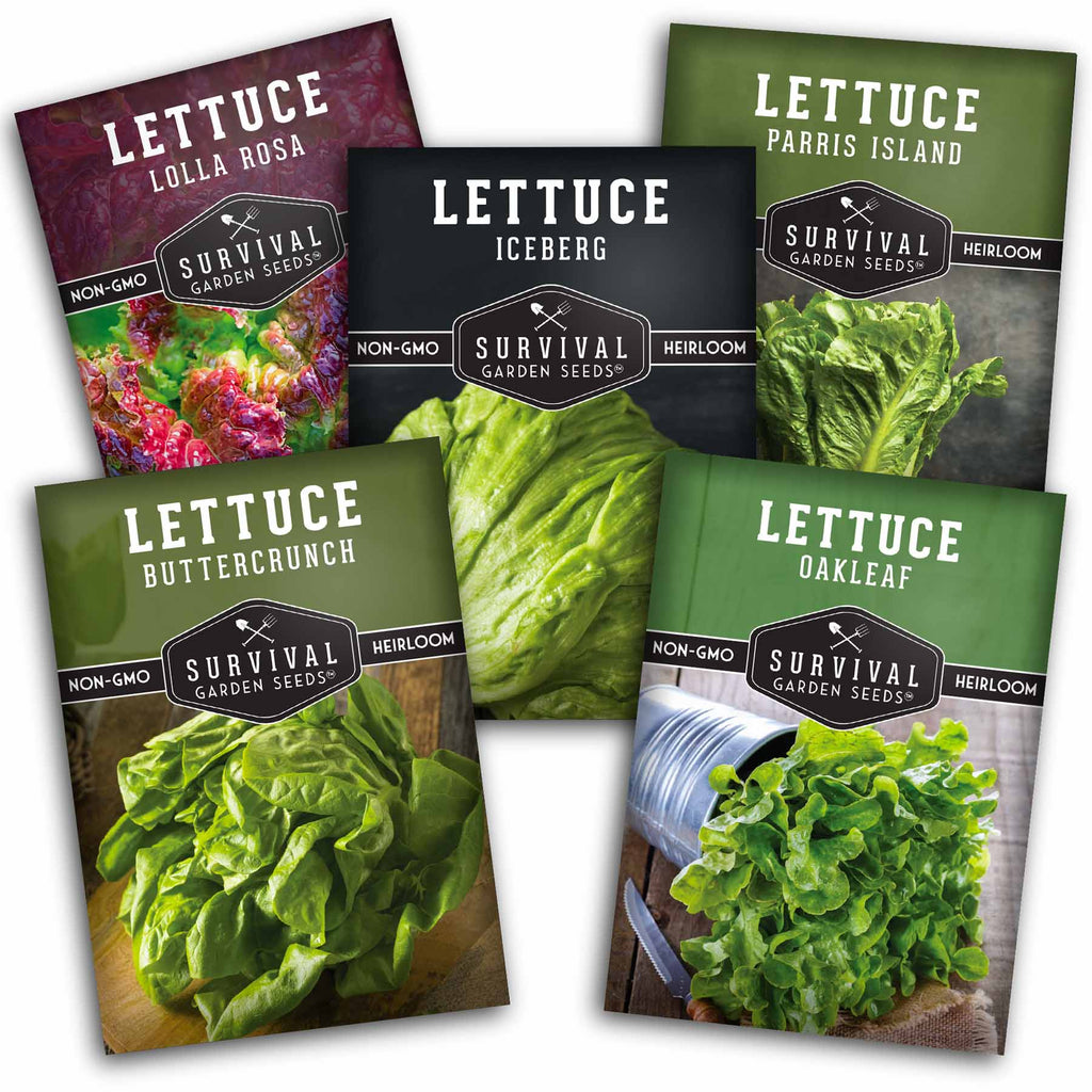 5 Lettuce Collection - Buttercrunch, Oakleaf, Lolla Rosa, Parris Island, Iceberg