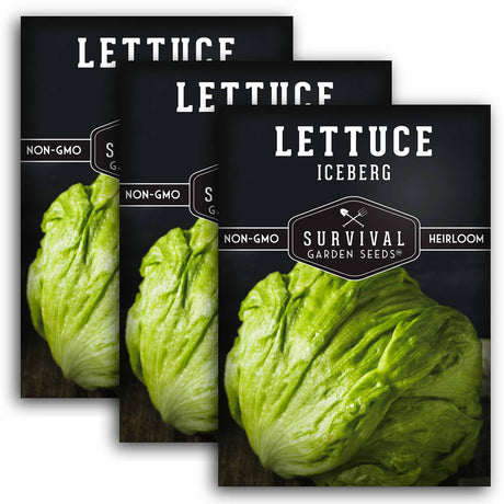 3 packets of Iceberg Lettuce seeds