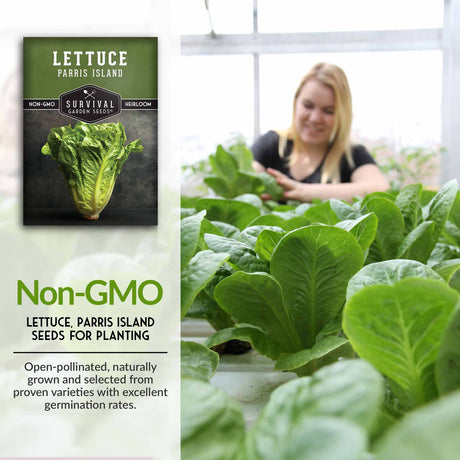 Non-GMO lettuce seed