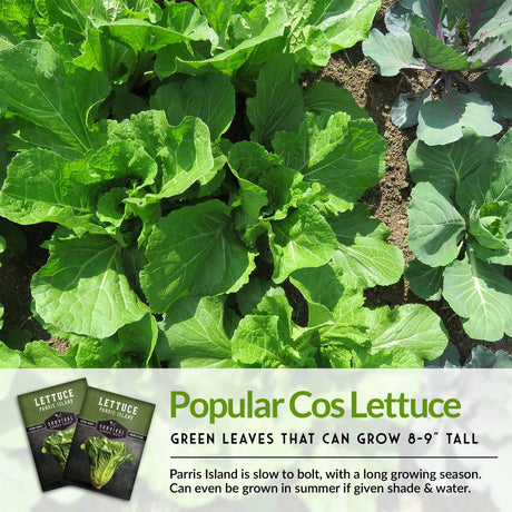 Popular Cos Lettuce