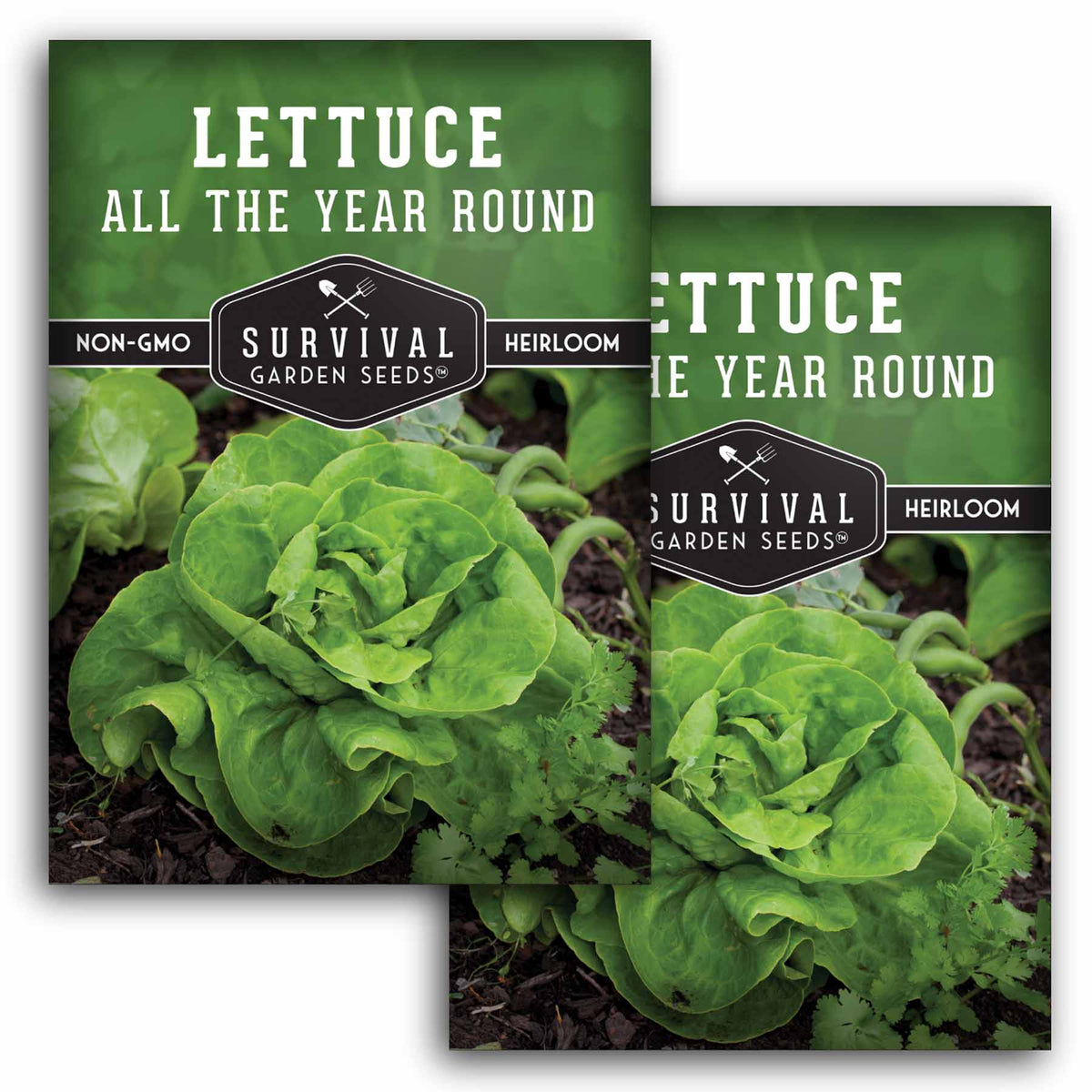 2 packets of All the Year Round Lettuce seeds