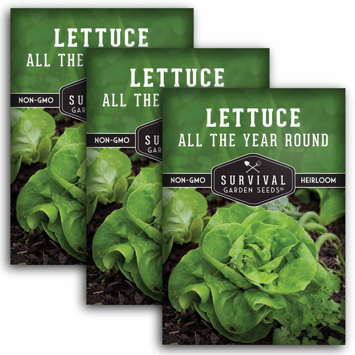 3 packets of All the Year Round Lettuce seeds